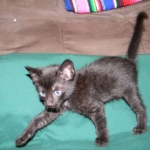 Savannah, F-6B Smoke Female dob 4-2-15