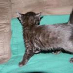 Savannah, F-6B Smoke Female dob 4-2-15