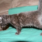 Savannah, F-6B Smoke Female dob 4-2-15