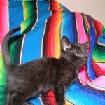 Savannah, F-6B Smoke Female dob 4-2-15