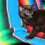 Savannah, F-6B Smoke Female dob 4-2-15
