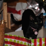 Kanya first Christmas