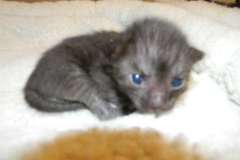 Aldo Savannah F-6B Smoke Male DOB 4-2-15