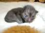 Aldo Savannah F-6B Smoke Male DOB 4-2-15