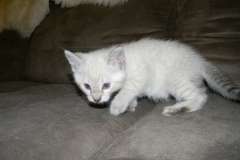 Krumpet Savannah F-6B Snow Male DOB 2-21-16