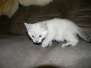 Krumpet Savannah F-6B Snow Male DOB 2-21-16