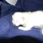 Savannah, F-6B, Snow, Male, DOB 2-21-16