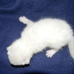 Savannah, F-6B, Snow, Male, DOB 2-21-16