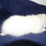 Savannah, F-6B, Snow, Male, DOB 2-21-16