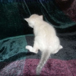 Savannah, F-6B, Snow, Male, DOB 2-21-16