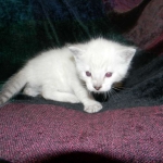Savannah, F-6B, Snow, Male, DOB 2-21-16