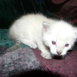 Savannah, F-6B, Snow, Male, DOB 2-21-16