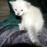 Savannah, F-6B, Snow, Male, DOB 2-21-16