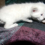 Savannah, F-6B, Snow, Male, DOB 2-21-16