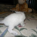 Savannah, F-6B, Snow, Male, DOB 2-21-16