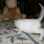 Savannah, F-6B, Snow, Male, DOB 2-21-16