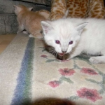 Savannah, F-6B, Snow, Male, DOB 2-21-16