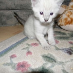 Savannah, F-6B, Snow, Male, DOB 2-21-16