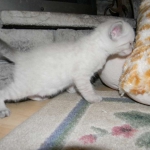 Savannah, F-6B, Snow, Male, DOB 2-21-16