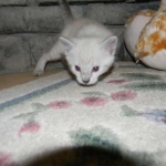 Savannah, F-6B, Snow, Male, DOB 2-21-16