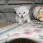 Savannah, F-6B, Snow, Male, DOB 2-21-16