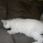 Savannah, F-6B, Snow, Male, DOB 2-21-16