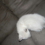 Savannah, F-6B, Snow, Male, DOB 2-21-16