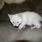 Savannah, F-6B, Snow, Male, DOB 2-21-16