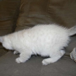 Savannah, F-6B, Snow, Male, DOB 2-21-16