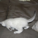 Savannah, F-6B, Snow, Male, DOB 2-21-16