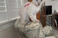 Yuki Savannah F-6C Snow Female DOB 3-17-21