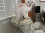 Yuki Savannah F-6C Snow Female DOB 3-17-21