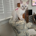 Yuki Savannah female snow DOB 3-17-21