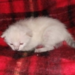 Savannah female snow DOB 3-17-21