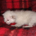 Savannah female snow DOB 3-17-21