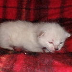 Savannah female snow DOB 3-17-21