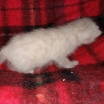 Savannah female snow DOB 3-17-21