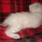 Savannah female snow DOB 3-17-21