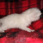 Savannah female snow DOB 3-17-21