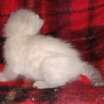 Savannah female snow DOB 3-17-21