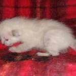 Savannah female snow DOB 3-17-21