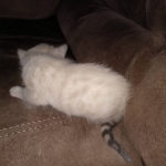 Savannah female snow DOB 3-17-21