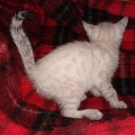 Savannah female snow DOB 3-17-21