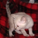 Savannah female snow DOB 3-17-21