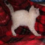 Savannah female snow DOB 3-17-21