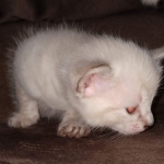 Savannah female snow DOB 3-17-21