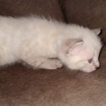 Savannah female snow DOB 3-17-21