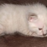 Savannah female snow DOB 3-17-21