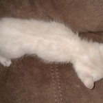 Savannah female snow DOB 3-17-21