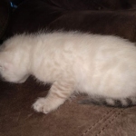 Savannah female snow DOB 3-17-21